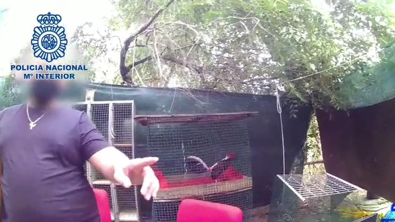 Brutales peleas de gallos en San Sebastián de los Reyes