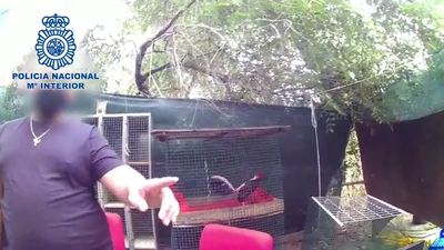 Brutales peleas de gallos en San Sebastián de los Reyes