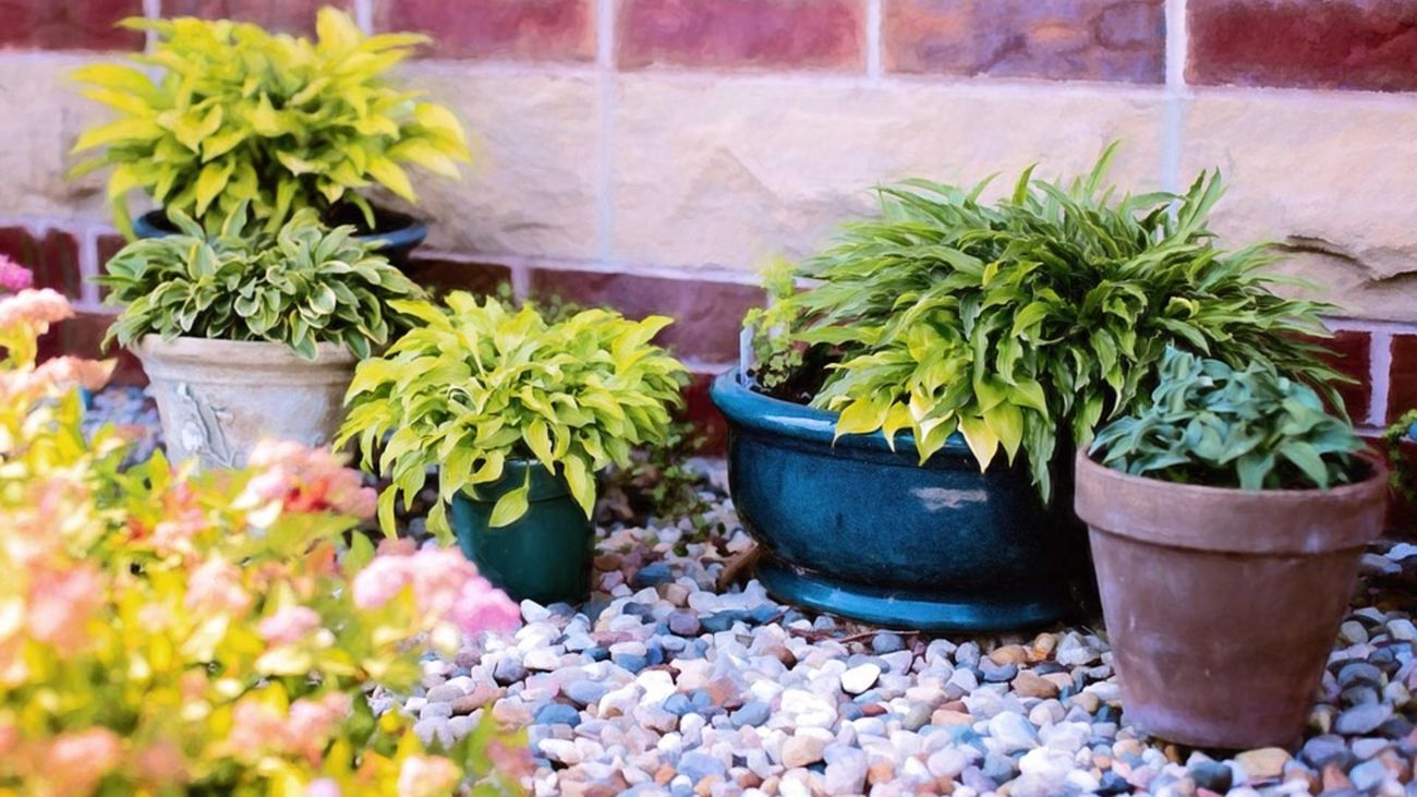 Estas son las mejores plantas para combatir a los mosquitos