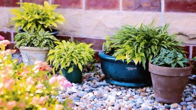 Estas son las mejores plantas para combatir a los mosquitos