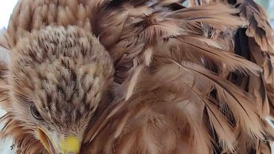 Una pareja de milano real cría tres pollos en la Casa de Campo