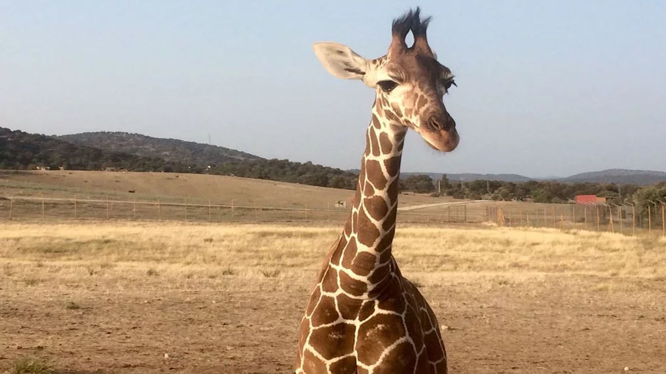Vive una experiencia 'salvajemente' divertida en el Safari de Aldea del Fresno