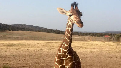 Vive una experiencia 'salvajemente' divertida en el Safari de Aldea del Fresno