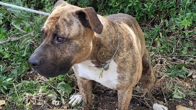 Detenido en Coslada un hombre al intentar ahogar con sus manos a su perro