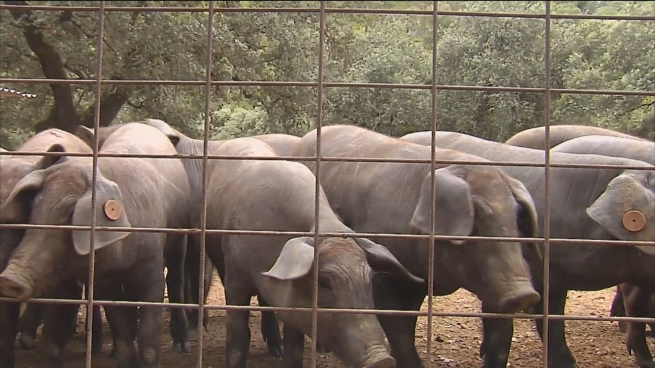 Una ganadera de Jabugo lanza una iniciativa para apadrinar un cerdo ibérico