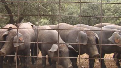 Una ganadera de Jabugo lanza una iniciativa para apadrinar un cerdo ibérico