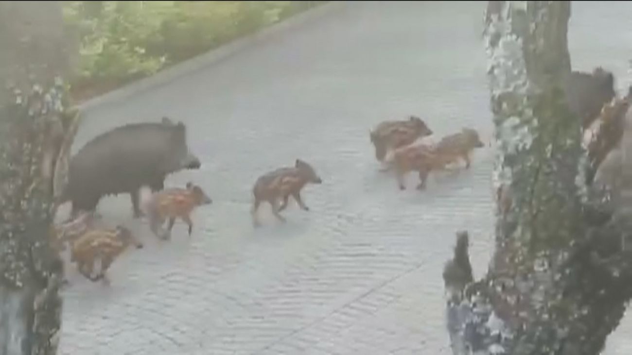 Los jabalíes vuelven a tomar las calles de una urbanización de San Sebastián de los Reyes