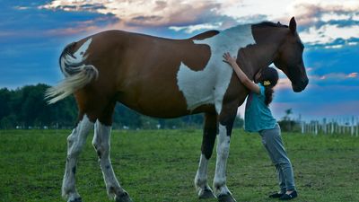 Verano y sin cole, un campamento con caballos en plena naturaleza