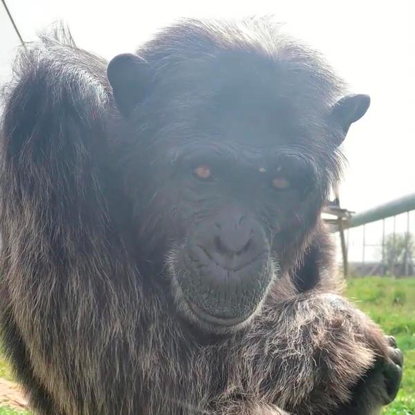 La mayoría de los primates que llegan aquí han sido en explotados en el circo, en el cine y en la publicidad