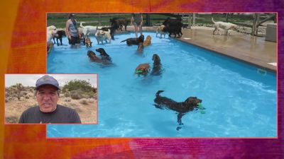 ¿Sabes cómo proteger a tu mascota del calor?