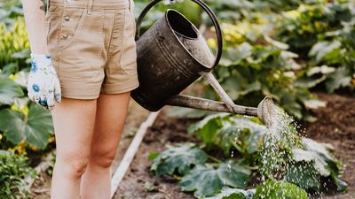 Huertos urbanos entre el asfalto de Madrid