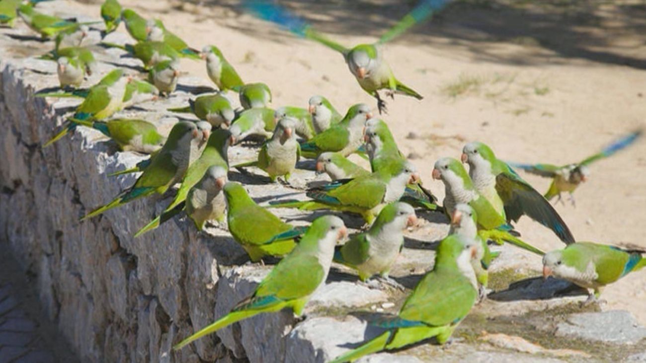 Una plaga de cotorras inunda Fuenlabrada