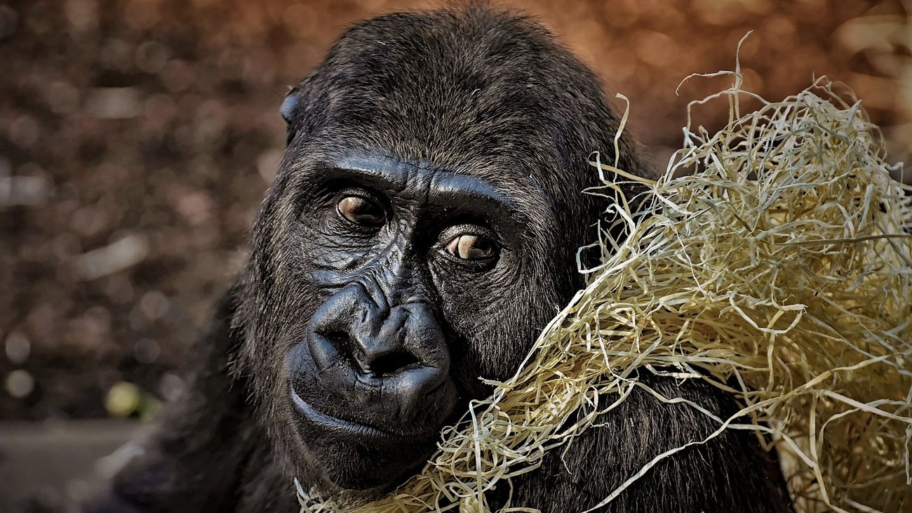 'Atrápame si puedes' te pone a prueba: ¿Cuánto sabes?