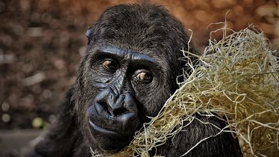¿Qué se golpean los gorilas cuando se ponen nerviosos?