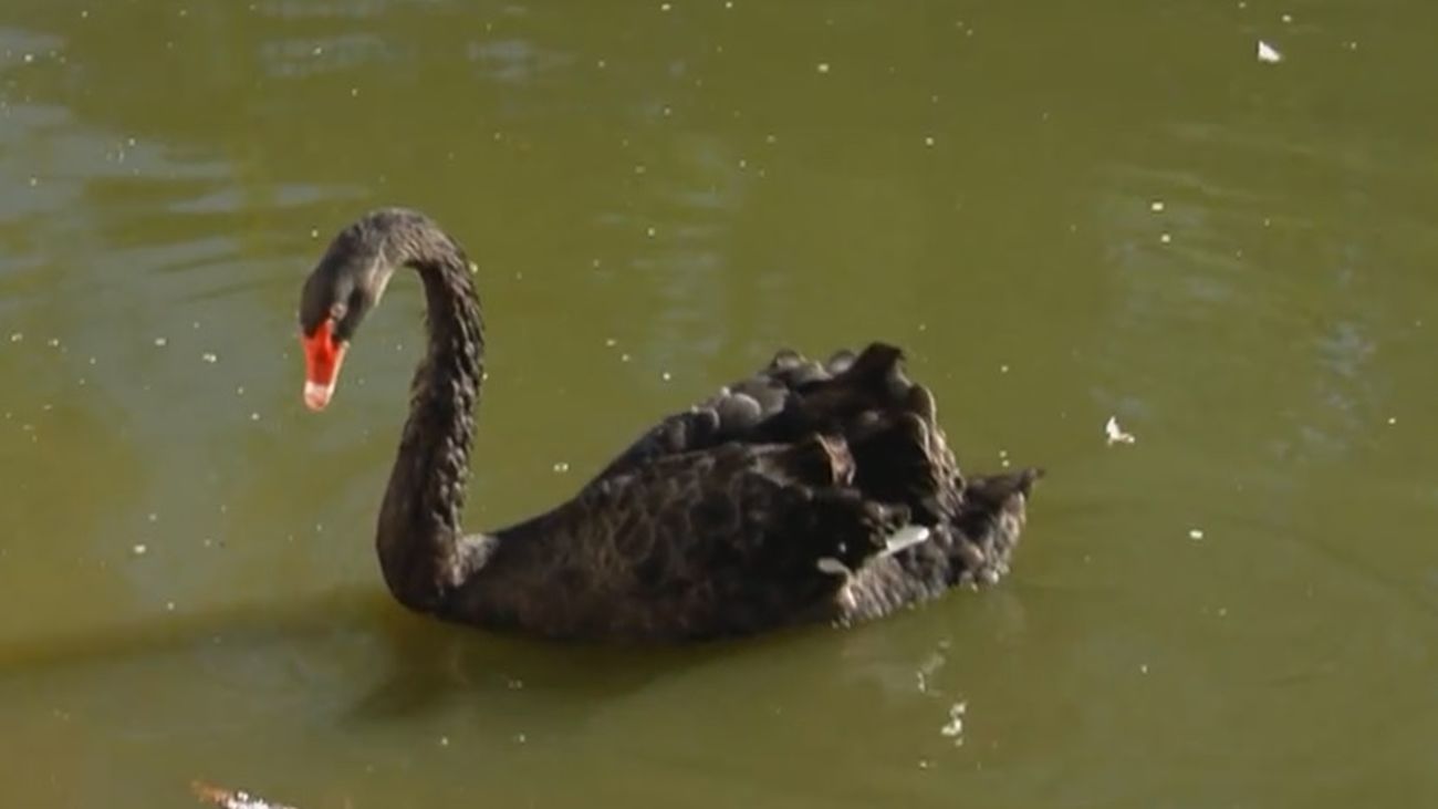 Luna, la hermosa cisne del Palacio de Cristal que busca novio