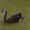 Luna, la hermosa cisne del Palacio de Cristal que busca novio