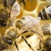 ¿Sabes a dónde se llevan las abejas que se recogen en Madrid?