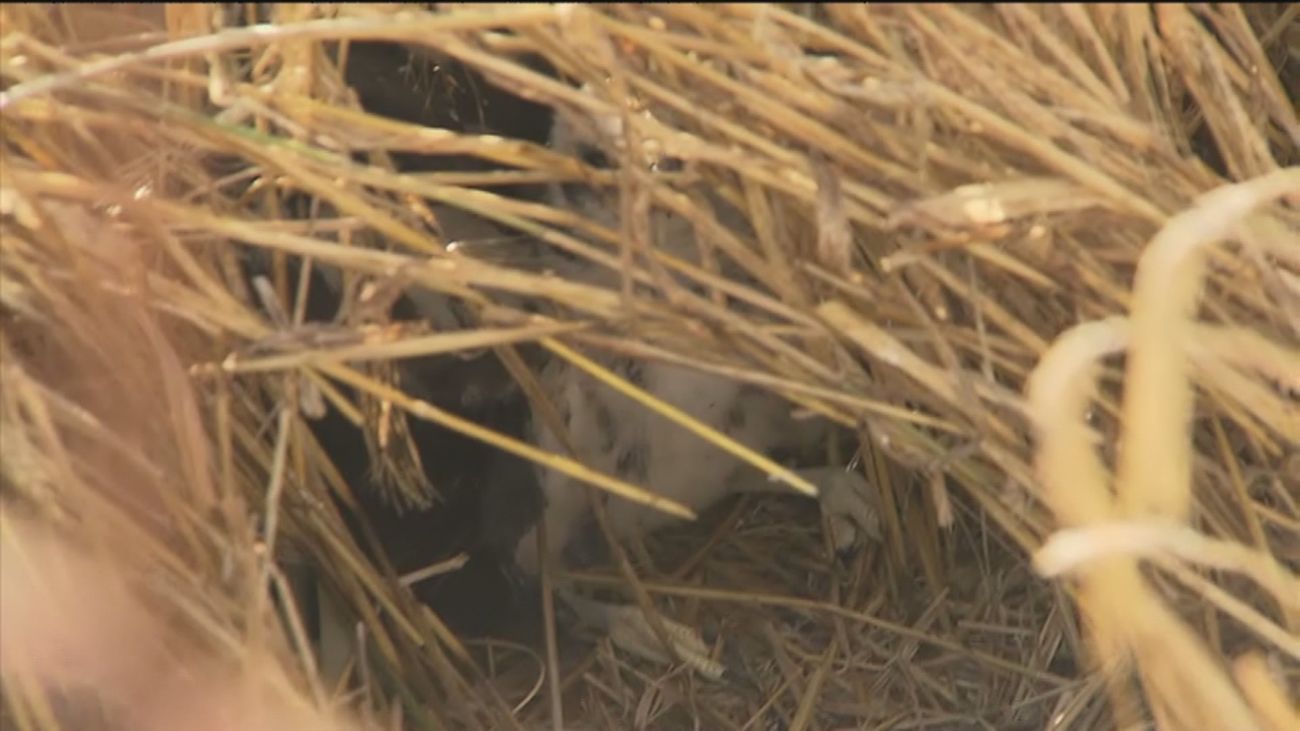 Un agricultor de Estremera, héroe animalista de Madrid