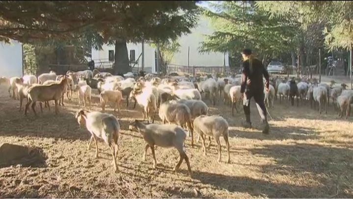 Un alumno de la Escuela de Pastores conduce un rebaño / TELEMADRID