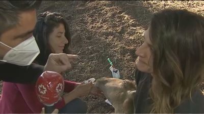Arranca la Escuela de Pastores de Guadarrama con alumnos “apasionados por las ovejas”