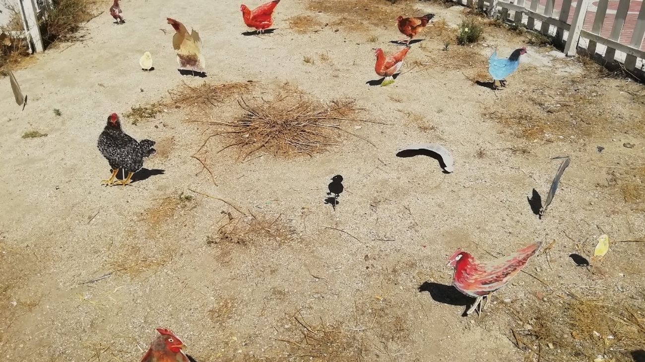 Más de 60 figuras de gallinas llenan una plaza de Tetuán, ¿por qué?