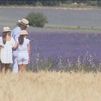 Comienza la recolección de lavanda en Brihuega, muy cerca de Madrid