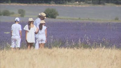 Comienza la recolección de lavanda en Brihuega, muy cerca de Madrid