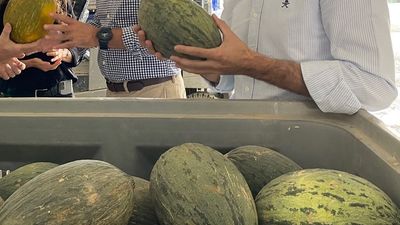 Los melones de Villaconejos, en peligro por los cortes de agua