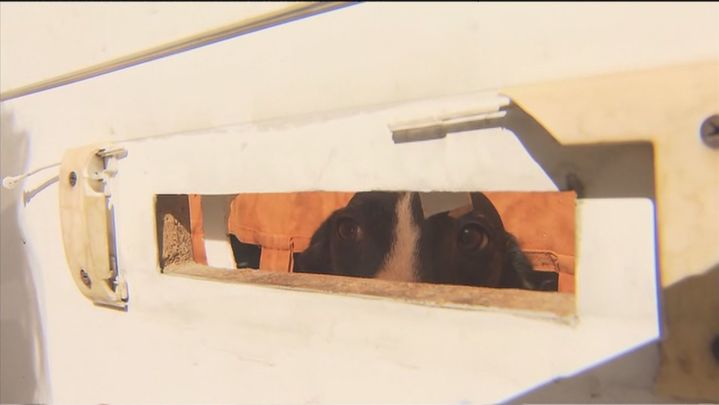 El galgo encerrado llora y gime y apenas pueden darle de beber / TELEMADRID