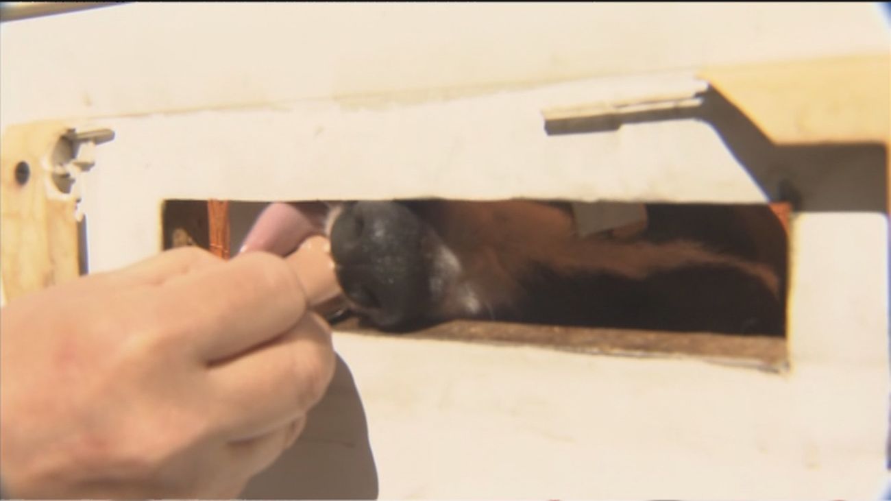 Piden ayuda para rescatar con urgencia a un galgo encerrado en un local abandonado de Pinar del Rey