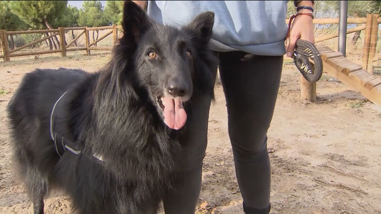 Cómo proteger a nuestras mascotas del calor extremo