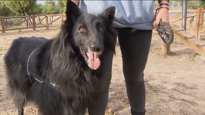 Cómo proteger a nuestras mascotas del calor extremo