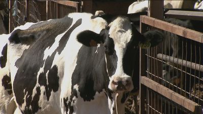 El Gobierno dice ahora que el ganadero es un "sector de excelencia", a pesar de Garzón