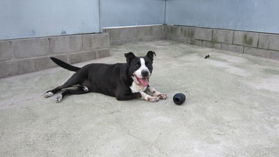 Móstoles hace un llamamiento a no abandonar animales en vacaciones y ofrece varios en adopción