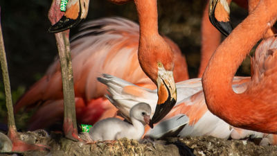 El Zoo Aquarium se llena de animales recién nacidos a la espera del alumbramiento de una cría de panda gigante