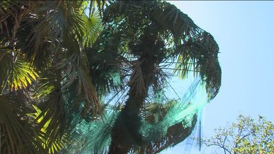 El Jardín Botánico renueva las palmeras afectadas por Filomena