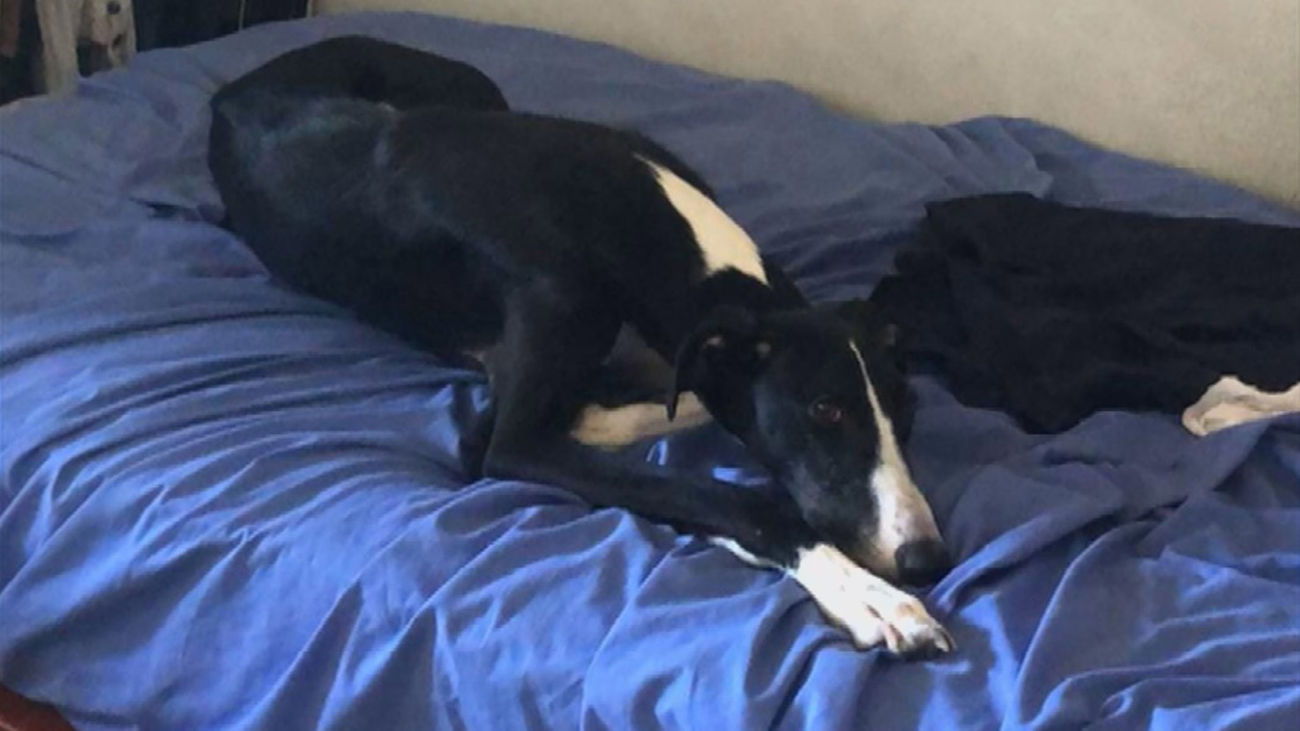 Final feliz para el galgo encerrado y abandonado en Hortaleza, que ya está a salvo en una protectora