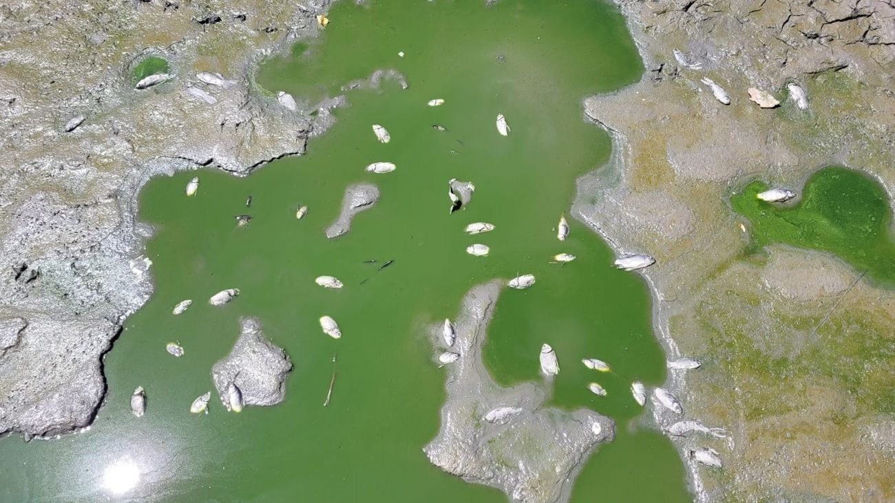Peces muertos  en una de las láminas de agua de la ría del parque de Sanchinarro