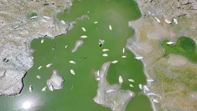 Muerte de peces y otros animales en el parque de la Ría de Sanchinarro