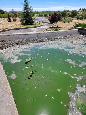 Estado del canal artificial del parque con varios peces muertos en el agua estancada / AV SANCHINARRO