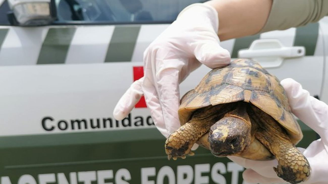 El ejemplar de tortuga mora recuperado por agentes forestales de la Comunidad