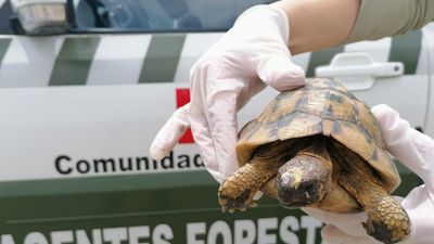 Encuentran una tortuga mora, protegida y propia de zonas costeras, en Fresno de Torote