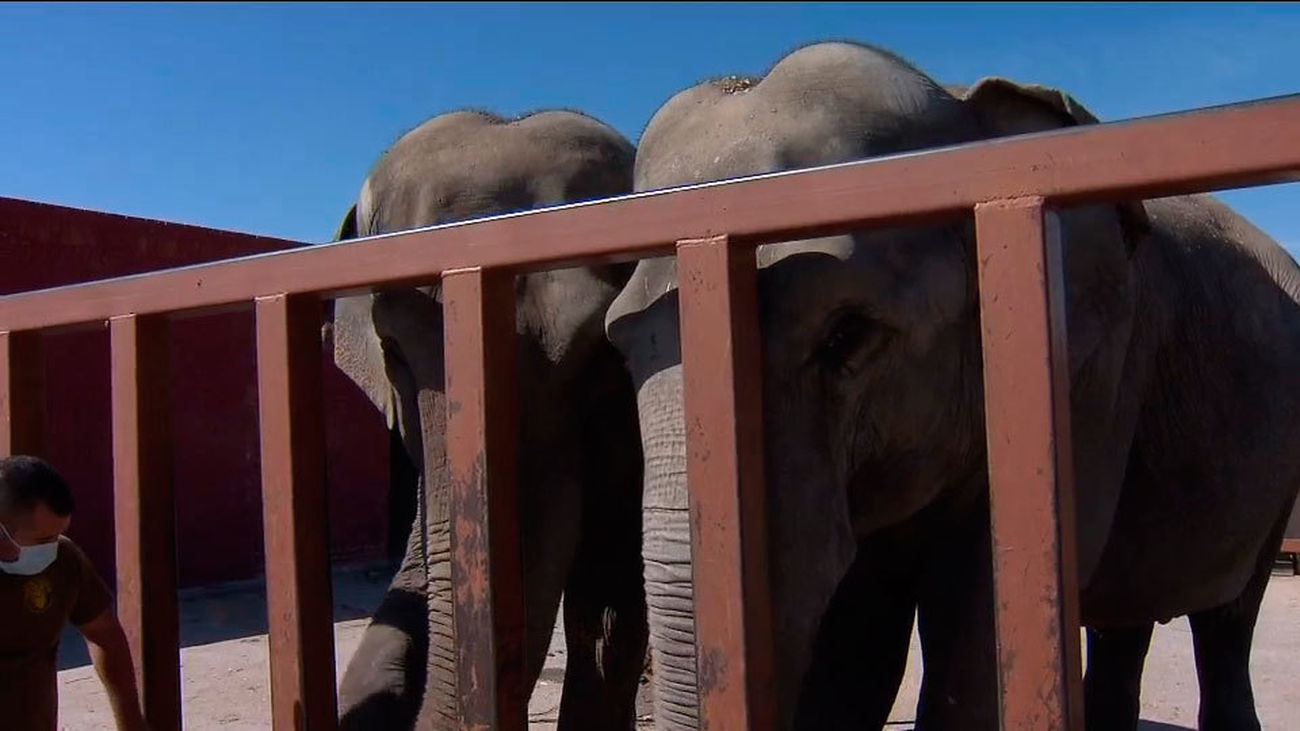 Carne congelada y helados de frutas en el el Safari de Aldea del Fresno para combatir el calor