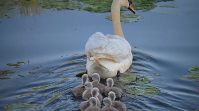 ¿Es verdad que todos los cisnes en aguas británicas pertenecen a la reina Isabel II?