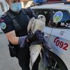La Policía Municipal de Móstoles rescata dos aves protegidas: un halcón gerifalte  y un autillo