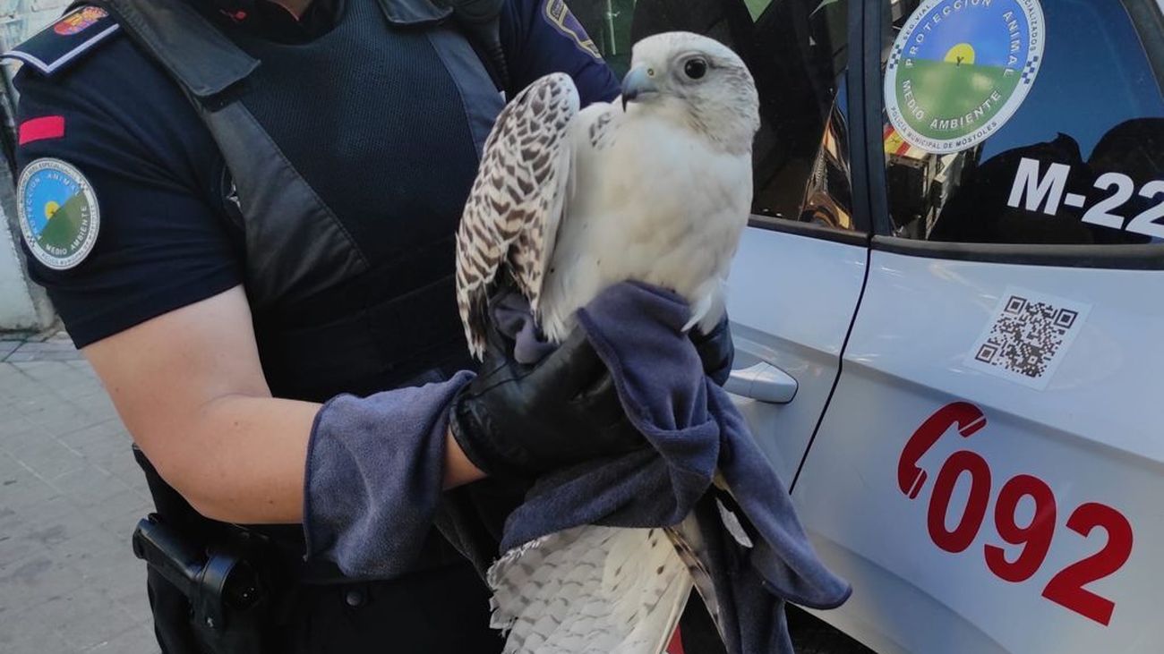 La Policía Municipal de Móstoles rescata dos aves protegidas: un halcón gerifalte  y un autillo