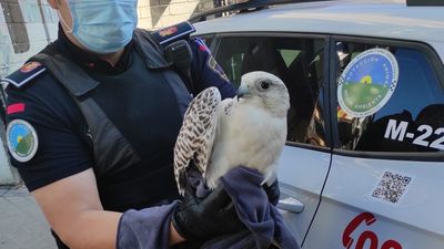 La Policía Municipal de Móstoles rescata dos aves protegidas: un halcón gerifalte  y un autillo