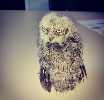 Imagen del autillo rescatado por los agentes municipales mostoleños / AYTO MÓSTOLES