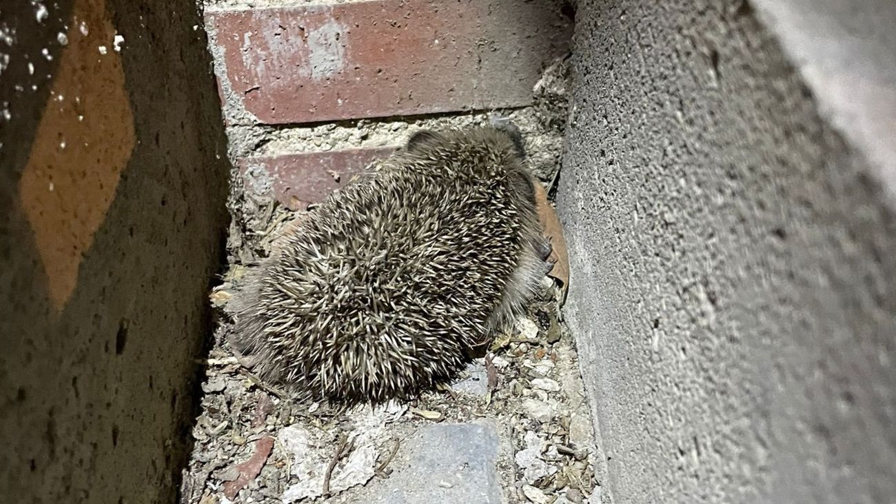 El erizo tal y como lo encontraron los agentes de Valdemoro