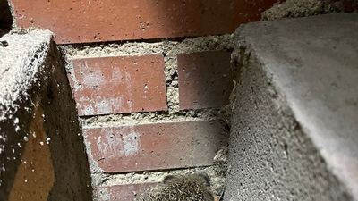 Otro erizo salvado por la policía...esta vez en Valdemoro